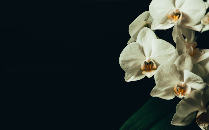 Orquídeas exóticas interflora — elegancia oriental
