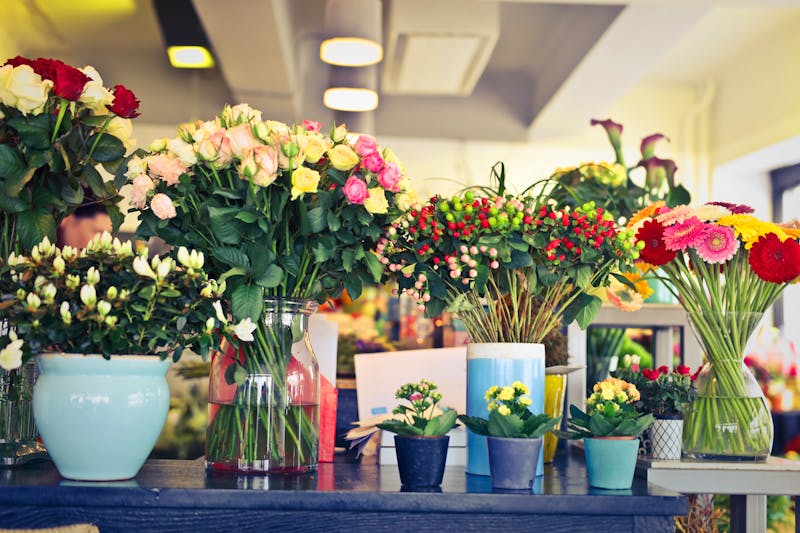Jardín zen interior interflora — plantas decorativas